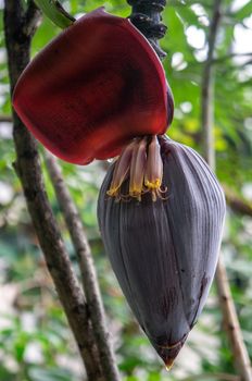 Macro close-up of whole flower inflorecense of Musa acuminata plantain banana tree black pod. Deep red large leaf and small flowers on blurry background in sunlight