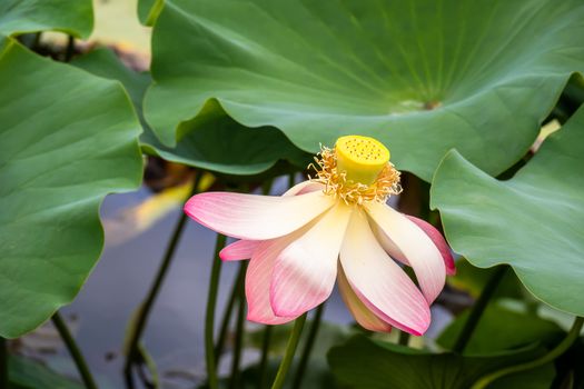 An image of a beautiful lotus flower blossom in the garden pond