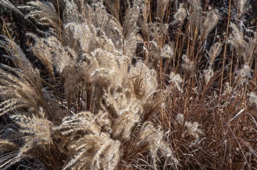 Close up of cool toned fluffy barley crop in  brown and beige tones in daylight. Soft look at the Botanical Gardens, Prague.