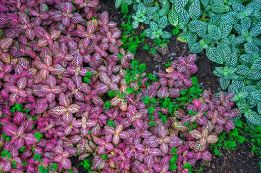 Pink angel nerve plant and green leaves covering the ground as a backdrop. Vibrant colours contrasting with the dark brown soil. Shot in daylight at botanical gardens greenhouse