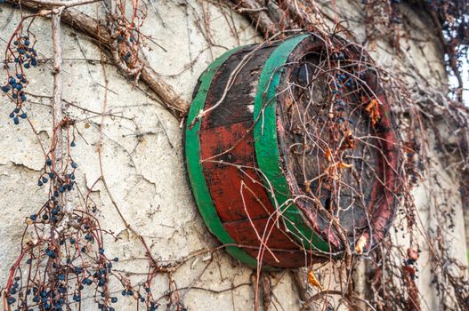 Vintage rustic wine casket hanging on white concrete wall covered in dried garpevines. VIbrant blue dried grapes and peeling green and red paint on barrel for an old-fashioned look. Shot in bright daylight