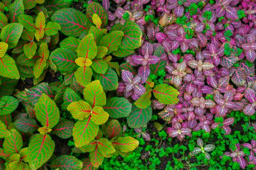 Vibrant green and pink angel nerve plant growing thick over the ground. Bright pink leaf veins in shot in daylight at Charles University Botanical gardens