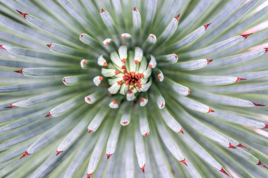 Abstract close up background of green agave succulent plant with red tips with curled up center. Vibrant colours and clean macro shot of thin leaves shot in natural light. Charles University botanical gardens, Prague.