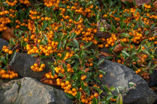 Close up of cluster of small orange berries growing over dark grey rocks. Vibrant colours in fall season at the Botanical gardens, Prague, Troja. Shot in daylight.