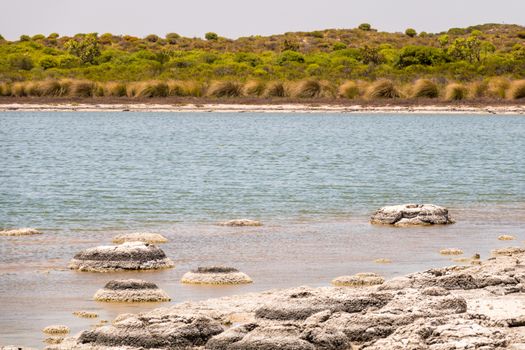 An image of Stromatolites Lake Thetis Western Australia