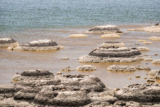 An image of Stromatolites Lake Thetis Western Australia