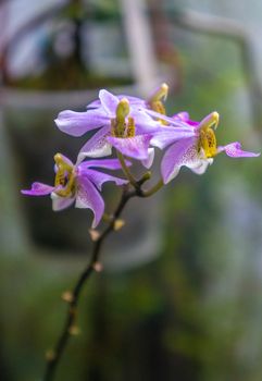 Group of light purple and yellow "Phalaenopsis pulcherrima" moth orchid flowers in macro. Blurred out dark green toned warm background shot indoors.