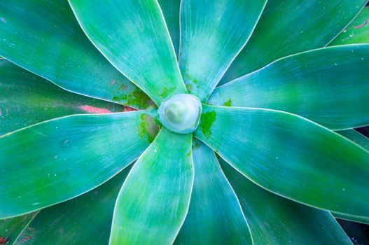 Background of large aqua green and blue large succulent plant with selective focus on leaves and blurred core. Tropical flower with water and tranquil theme shot in daylight at Charles University Gardens, Prague
