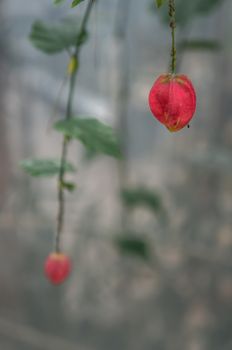 Macro shot of single pink "Abutilon megapotamicum" bell flower in selective focus. Blurred out bokeh copy space in cool grey tones. Shot in natural light