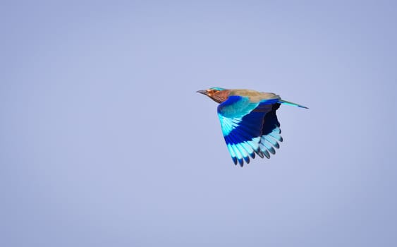 The Indian roller is a bird of the family Coraciidae, the rollers. It occurs widely from West Asia to the Indian Subcontinent. It is listed as least concern on the IUCN Red List.