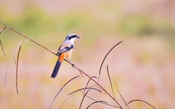 The long-tailed shrike or rufous-backed shrike is a member of the bird family Laniidae, the shrikes.