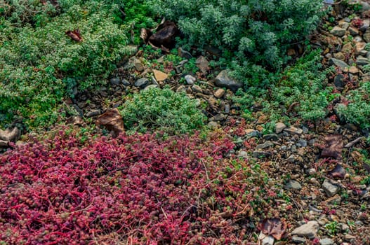 Nature backdrop of small red vibrant succulents and bright green moss growing over gravel. Summer seasonal theme and warm colours in sunlight.