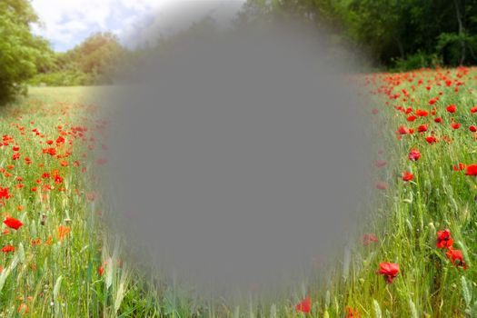 An image of a macular degeneration poppy field nature