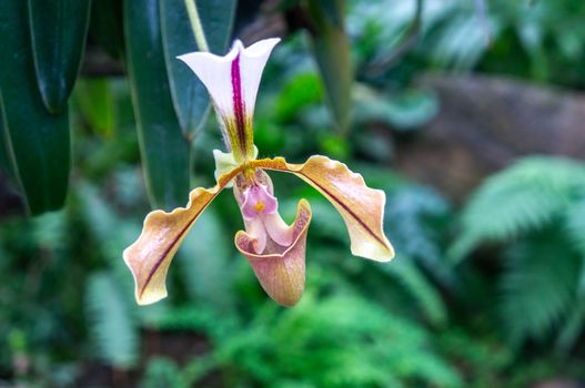 Macro photo of single Venus slipper yellow and pink orchid with a cool toned jungle background. Shot in daylight at a botanical garden.