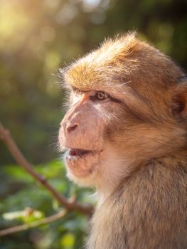 An image of a Barbary macaque in the forest