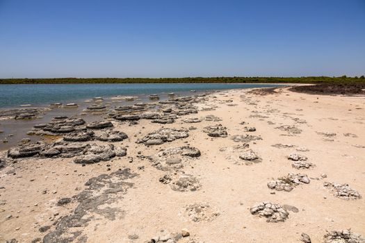 An image of Stromatolites Lake Thetis Western Australia