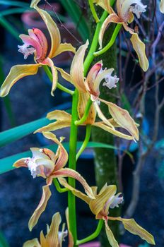 Vibrant coloured moth orchids on intense light green branch vertically with cool toned background. Shot in daylight with calm theme and contrast between background and foreground.