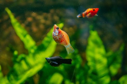 Orange Cherry barb fish in freshwater tropical aquarium shot in macro. Black Molly and Black Ruby Barn in the blurred out background with green plants.