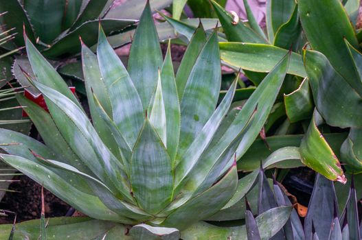 Variety of green and purple giant agave succulents plant backdrop. Shot in natural daylight from above and tropical background.