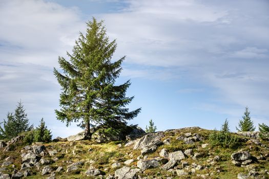 An image of a lonely fir tree in the mountains