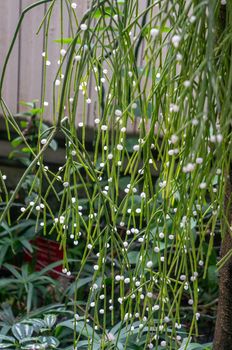 Green mistletoe cactus "Rhipsalis baccifera"  hanging with white translucent berries. Bright sunlight streaming in from the back and with tropical background.