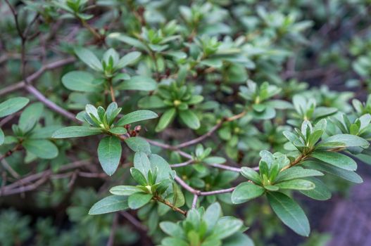 Macro backdrop of deep green evergreen shrub Indian Hawthorn "Rhaphiolepis umbellata" branches and leaves., Shot in daylight with selective focus on different depth of field. Elegant and clear theme.