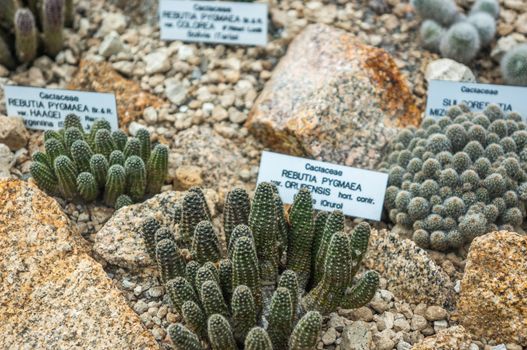 Small clusters of different small cactus plant variants in a botanical garden greenhouse setting. Signs with latin names and focus on foreground. Desert and marbled stone ground in natural light.