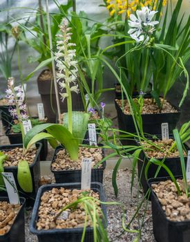 Green plants in black plastic pots in rows in a greenhouse. Artifical light and backdrop at cultivation center. White yellow and purple flowers with signs with latin names.