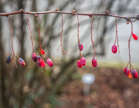 Close up of small red dried berries on a barren branch going horizontally. Sunlight from behind for a soft and warm theme. Shot at the Botanical Gardens, Troja, Prague.