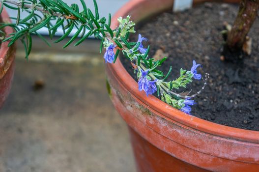 Rosemary flowers on full green branch against side of orange clay pot in macro. Shot in urban garden in natural daylight setting.