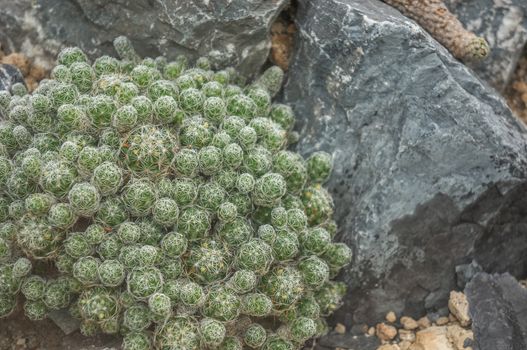 Large cluster of green thimble cactus "mammillaria gracilis" with web of golden spikes. Shot in natural daylight on desert background of dark grey rocks.
