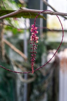 Macro shot of dark pink "Trichostigma peruviana" vine with small flowers on tropical background. Vine wrapped around branch shot in natural sunlight.