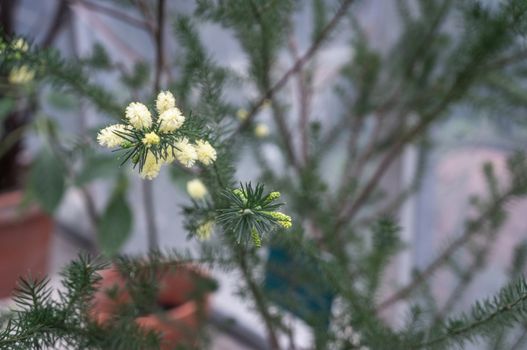 Macro photo of small Australian Bottle Brush flowers in yellow growing on thin fir branches. Shot in natural daylight at indoors greenhouse garden.