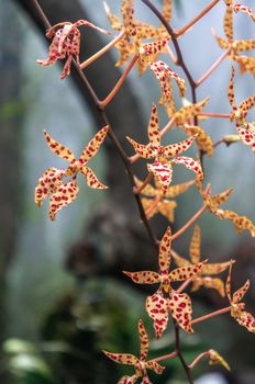 Macro shot of "Renanthera monachica" orchid flowers growing in a cluster on neutral background. Vibrantly coloured in natural daylight setting.