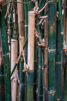 Dark green and beige bamboo jungle background scene. Abstract rainforest in natural light with vertical bamboo stalks at different depths.