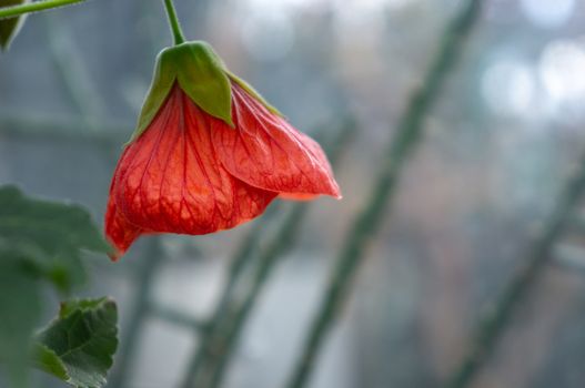 Single bright coral coloured Chinese lantern  "Abutilon x hybridum" bell shaped flower in macro. Bright grey bokeh background shot in natural dayliight at botanical gardens.