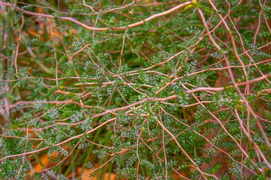 Warm orange toned backdrop of intertwining thin branches with small green leaves. Selective focus for different depths of field.