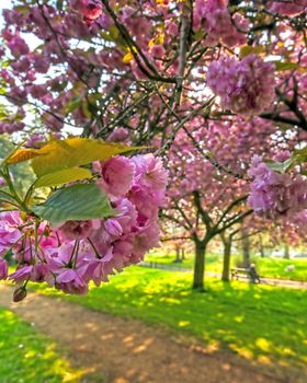 Spring in Hyde Park located in Central London, UK.