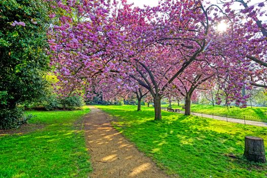 Spring in Hyde Park located in Central London, UK.