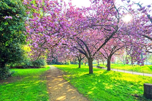 Spring in Hyde Park located in Central London, UK.