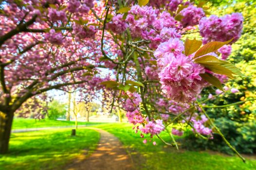 Spring in Hyde Park located in Central London, UK.