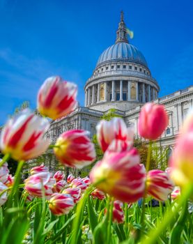 St. Paul's Cathedral in Central London, England, UK surrounded by tulips.