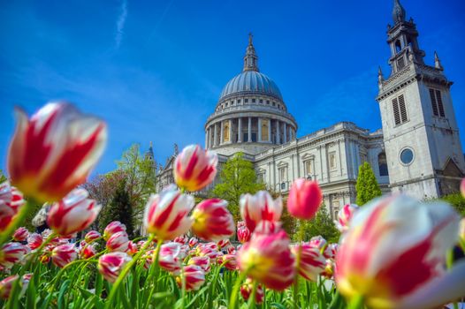 St. Paul's Cathedral in Central London, England, UK surrounded by tulips.