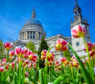 St. Paul's Cathedral in Central London, England, UK surrounded by tulips.