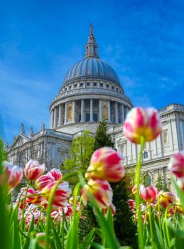 St. Paul's Cathedral in Central London, England, UK surrounded by tulips.