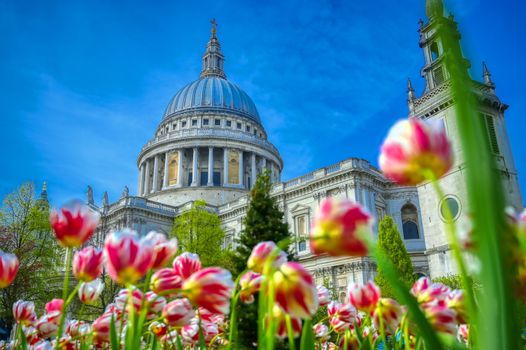 St. Paul's Cathedral in Central London, England, UK surrounded by tulips.