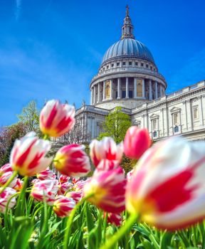 St. Paul's Cathedral in Central London, England, UK surrounded by tulips.