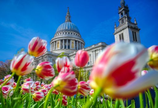 St. Paul's Cathedral in Central London, England, UK surrounded by tulips.