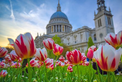 St. Paul's Cathedral in Central London, England, UK surrounded by tulips.