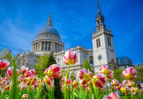 St. Paul's Cathedral in Central London, England, UK surrounded by tulips.